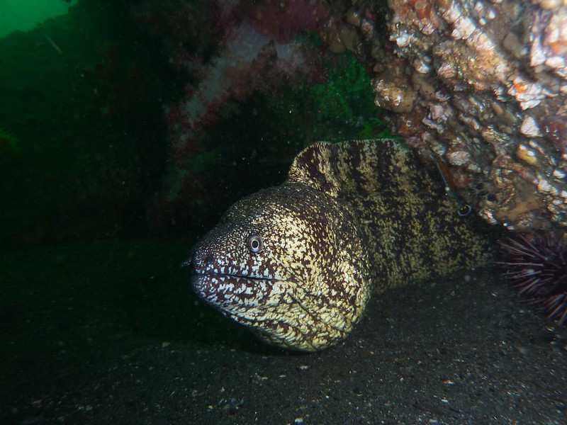 ダイビング獅子浜ウツボ